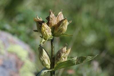 Gentiana punctata, photographed by Dario Taraborelli
