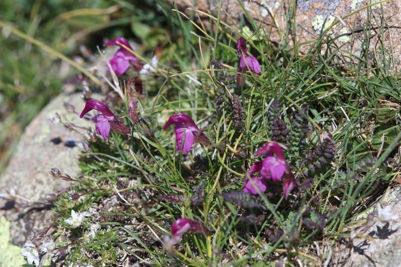 Pedicularis kerneri, photographed by Dario Taraborelli