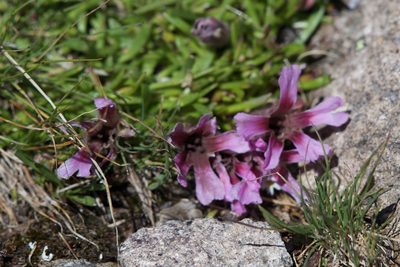 Saponaria pumila, photographed by Dario Taraborelli