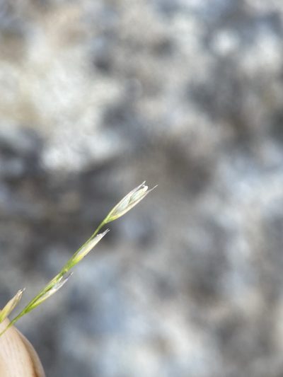 Deschampsia elongata, photographed by Matt Berger