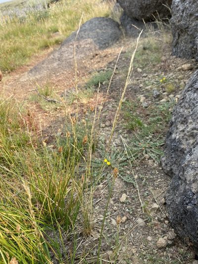 Deschampsia elongata, photographed by Matt Berger