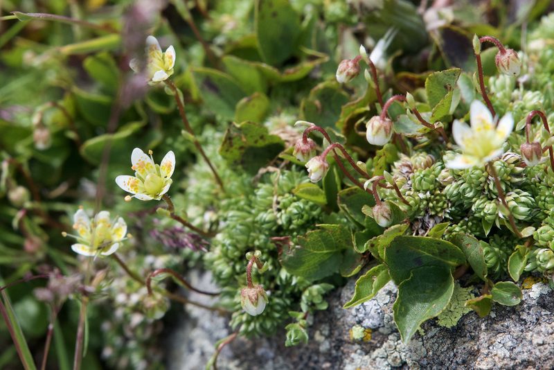 Saxifraga bryoides, photographed by Dario Taraborelli