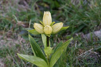 Gentiana punctata, photographed by Dario Taraborelli