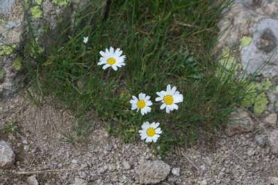 Leucanthemopsis alpina, photographed by Dario Taraborelli