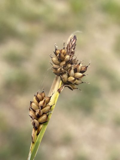 Carex raynoldsii, photographed by Matt Berger