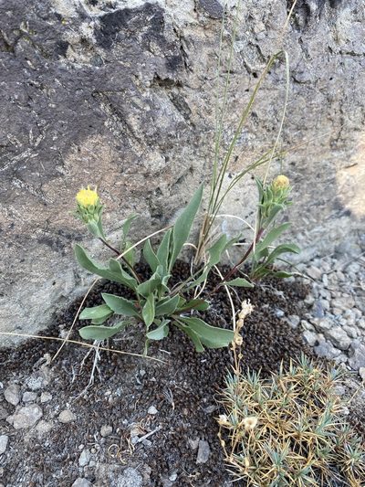 Pyrrocoma carthamoides, photographed by Matt Berger