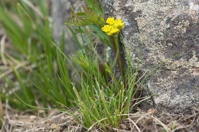 Cymopterus lemmonii, photographed by Mike Duran