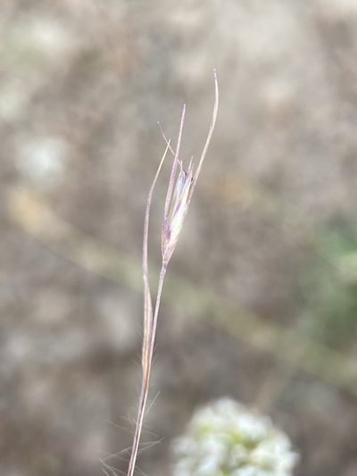 Danthonia unispicata, photographed by Matt Berger