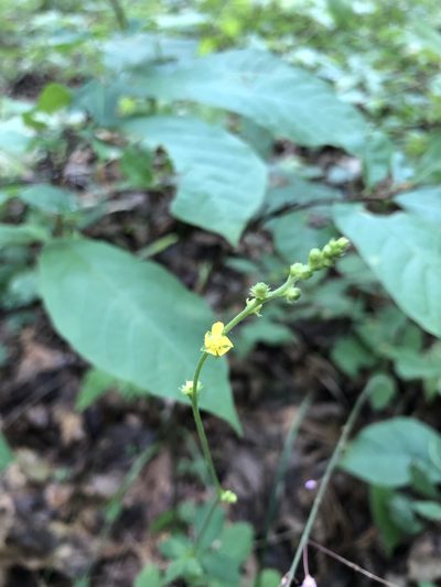 Agrimonia microcarpa, photographed by Will McFarland