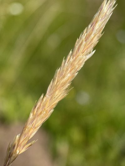Graphephorum wolfii, photographed by Matt Berger