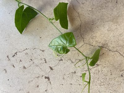Kedrostis nana, photographed by Christina