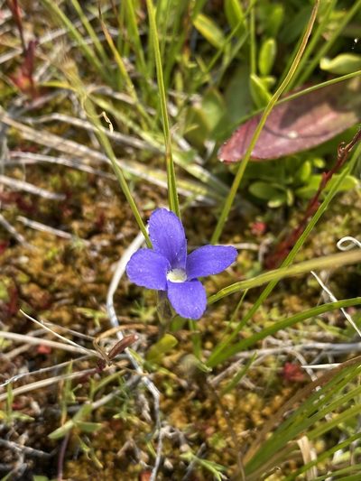Gentianopsis simplex, photographed by Matt Berger