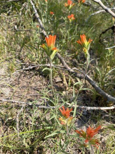 Castilleja peckiana, photographed by Matt Berger