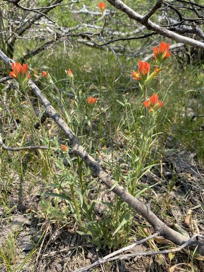 Castilleja peckiana, photographed by Matt Berger