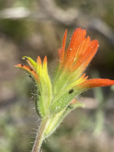 Castilleja peckiana, photographed by Matt Berger