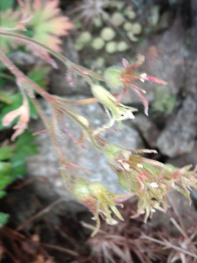 Saxifraga geranioides, photographed by Ben Costamagna