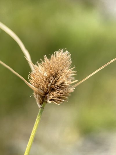 Carex athrostachya, photographed by Matt Berger