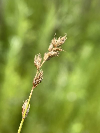 Carex praegracilis, photographed by Matt Berger