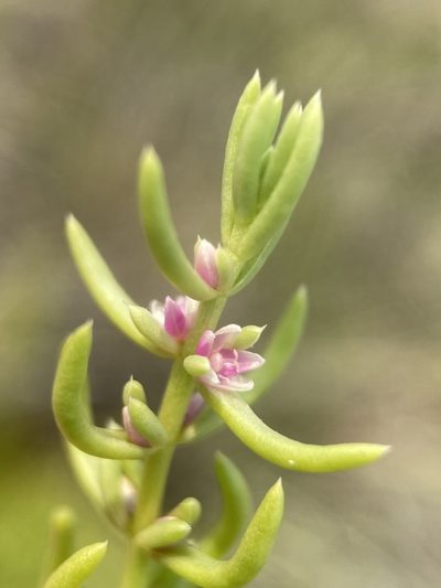 Nitrophila occidentalis, photographed by Matt Berger