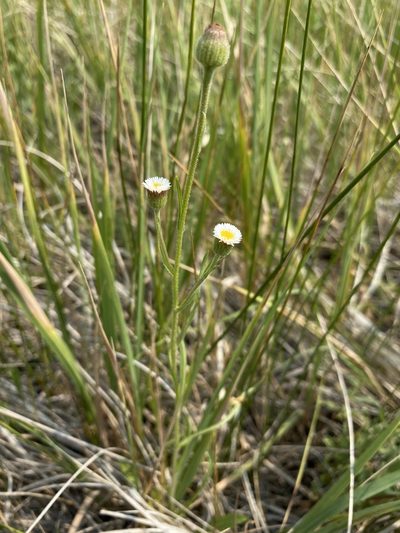 Erigeron lonchophyllus, photographed by Matt Berger