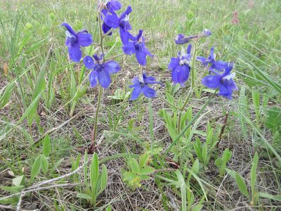 Delphinium bicolor, photographed by John W. Hancock