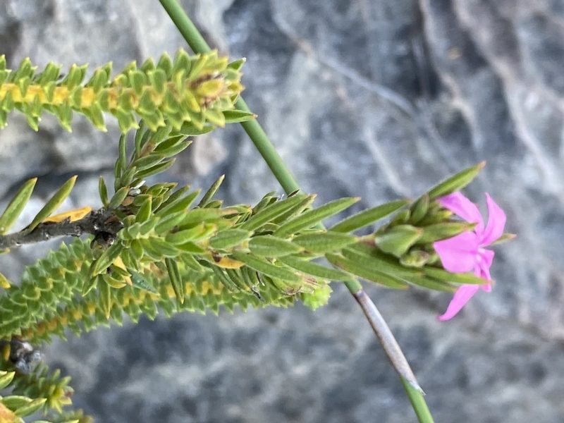 Acmadenia obtusata, photographed by Christina