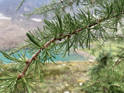 Larix lyallii, photographed by Caleb Catto