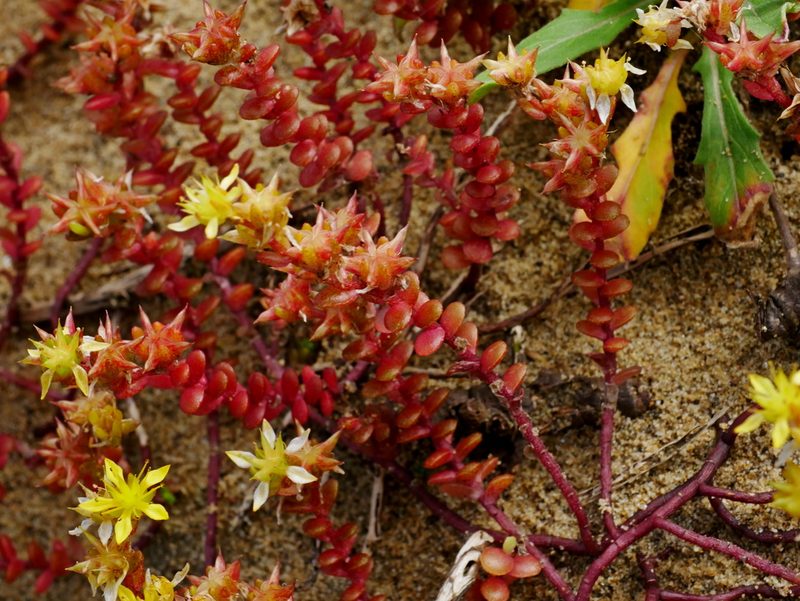 Sedum sasakii, photographed by Jacy Chen
