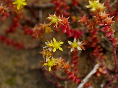 Sedum sasakii, photographed by Jacy Chen