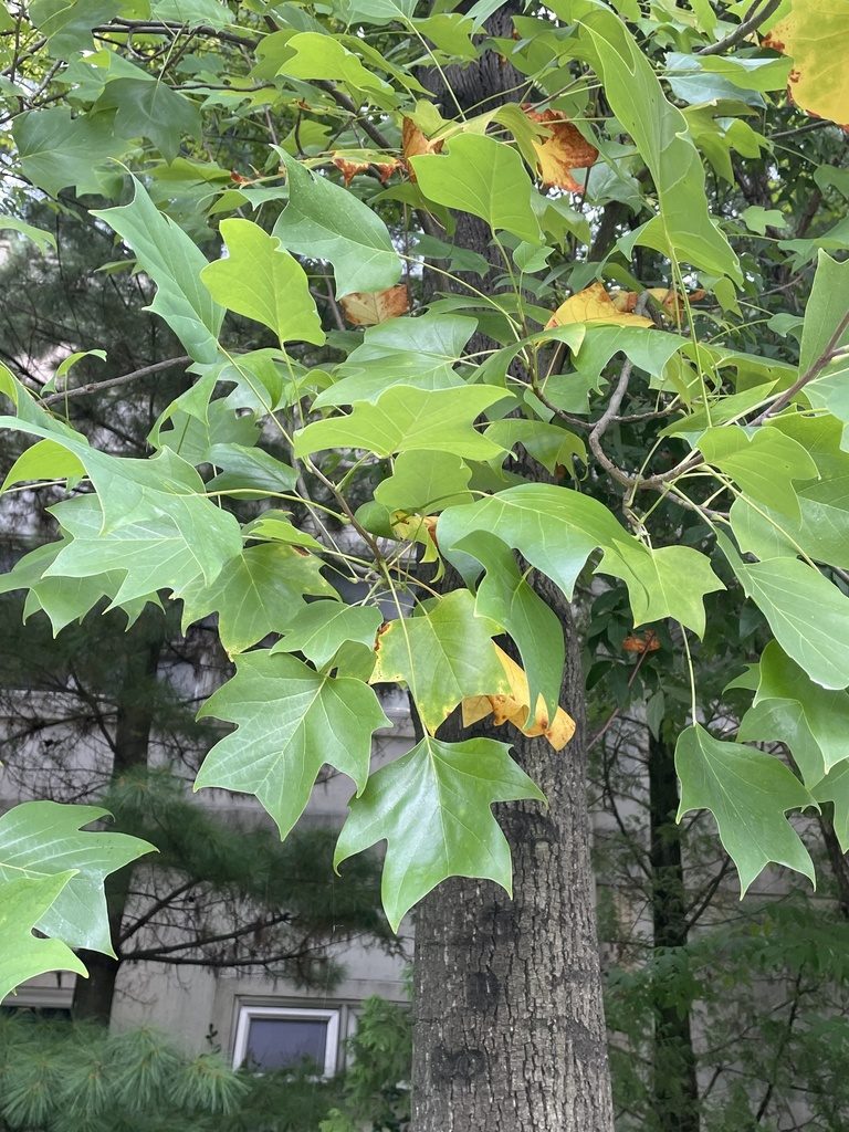 Liriodendron chinense, photographed by Jamie Griffiths