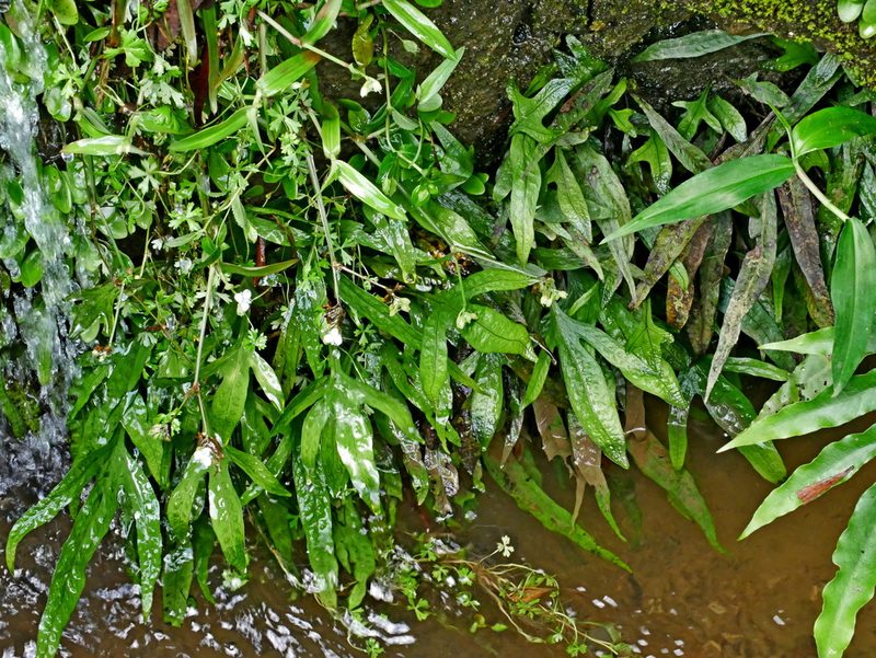 Leptochilus pteropus, photographed by Jacy Chen