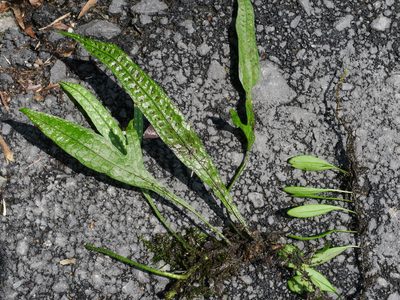 Leptochilus pteropus, photographed by Jacy Chen
