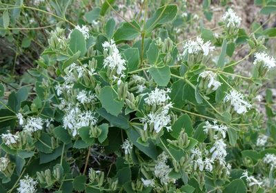Guardiola platyphylla, photographed by Andrew Tree
