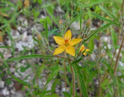 Mentzelia isolata, photographed by Andrew Tree