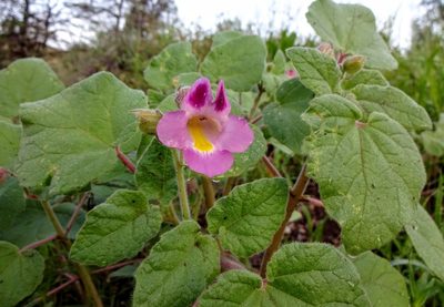 Proboscidea parviflora, photographed by Andrew Tree
