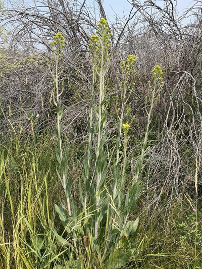 Senecio hydrophilus, photographed by Matt Berger