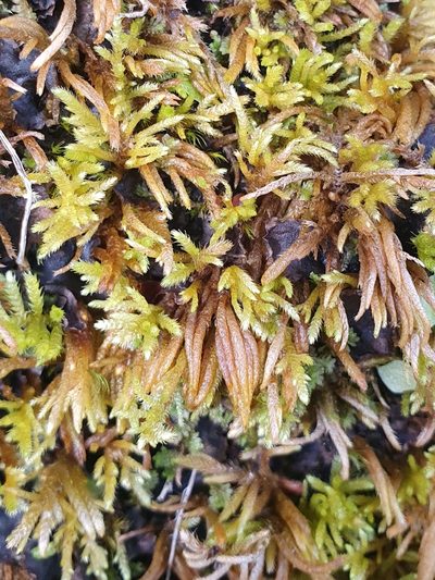 Hyocomium armoricum, photographed by Jonathan Hughes