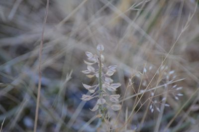 Lepidium heterophyllum, photographed by Liam Steele