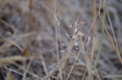 Lepidium heterophyllum, photographed by Liam Steele
