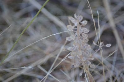 Lepidium heterophyllum, photographed by Liam Steele