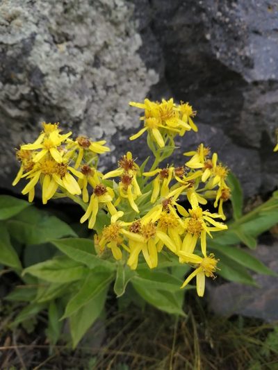 Senecio propinquus, photographed by Nevlyutov Marat