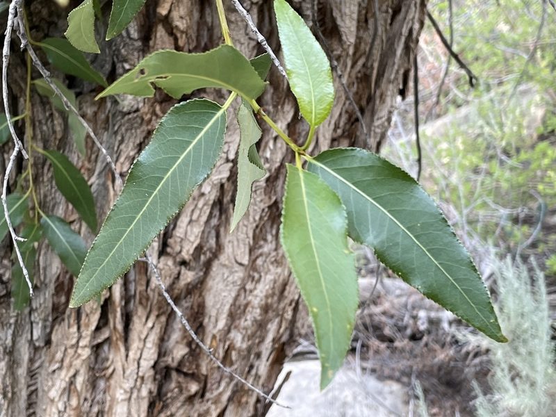 Populus angustifolia, photographed by Bobby McCabe