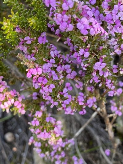 Muraltia barkerae, photographed by Christina