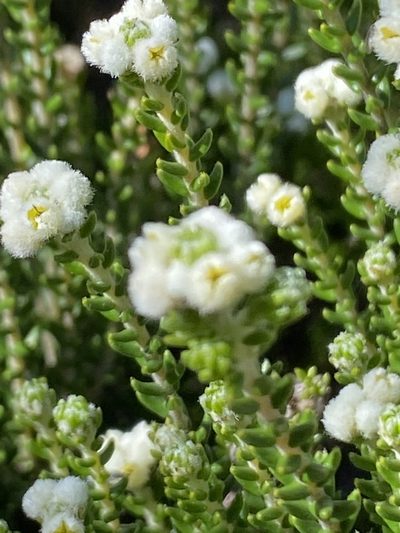Phylica laevigata, photographed by Christina