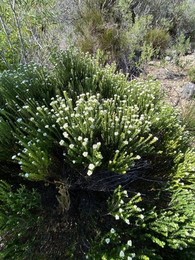 Phylica laevigata, photographed by Christina