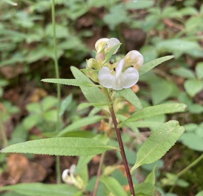 Pedicularis racemosa, photographed by Caleb Catto