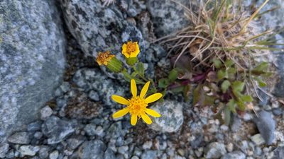 Senecio fremontii, photographed by Trevor Van Loon