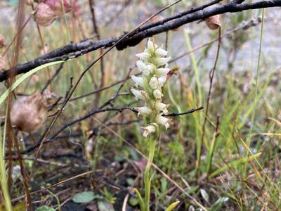 Spiranthes romanzoffiana, photographed by Caleb Catto