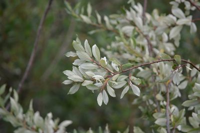 Salix sitchensis, photographed by Liam Steele