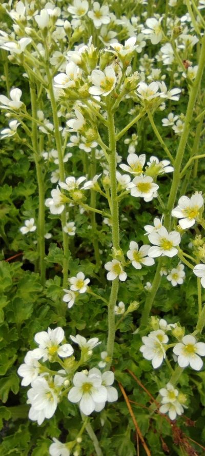 Saxifraga aquatica, photographed by Santiago Martín-Bravo
